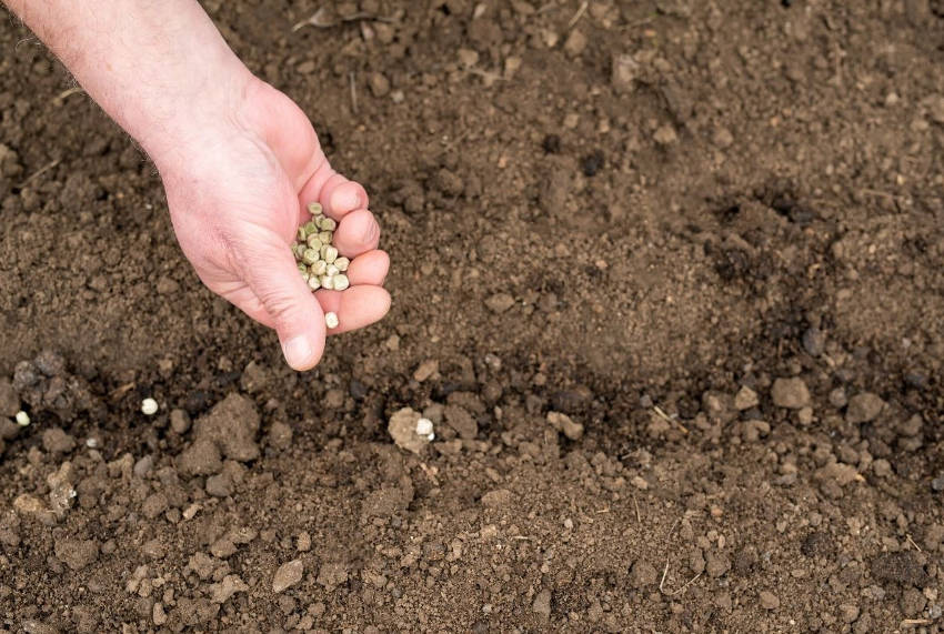 Pea seeds in hand